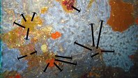 102 Didemne spongieux (Diplosoma spongiforme)